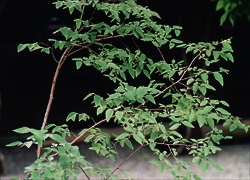 雁皮の木